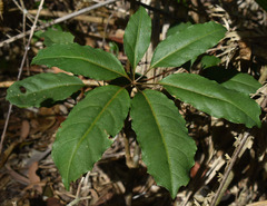 Mackinlaya confusa