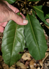 Mackinlaya confusa