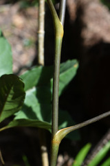 Mackinlaya confusa