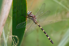 Brown Spiketail