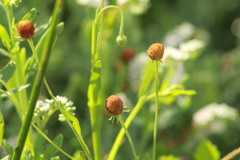 Helenium thurberi