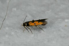 Chrysoclista linneella