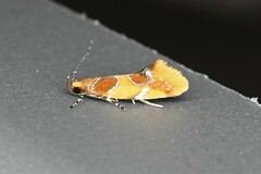 Epicallima argenticinctella