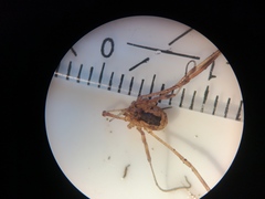 Lacinius ephippiatus