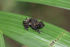 Theloderma stellatum