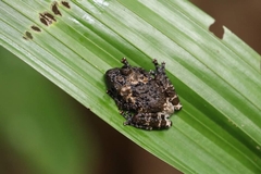 Theloderma stellatum