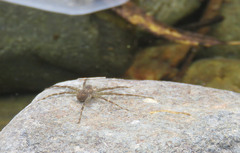 Paratrechalea ornata