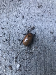 Pelidnota punctata