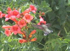 Archilochus alexandri