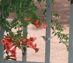 Archilochus alexandri