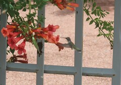 Archilochus alexandri