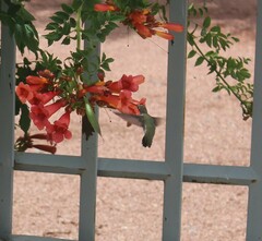 Archilochus alexandri