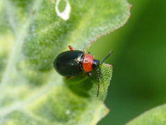 Disonycha xanthomelas