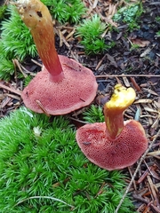 Chalciporus rubinellus