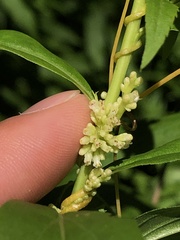Cuscuta cephalanthi
