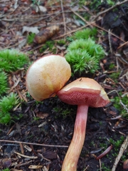 Chalciporus rubinellus