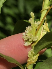 Cuscuta cephalanthi
