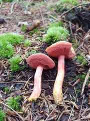 Chalciporus rubinellus