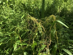 Cuscuta cephalanthi
