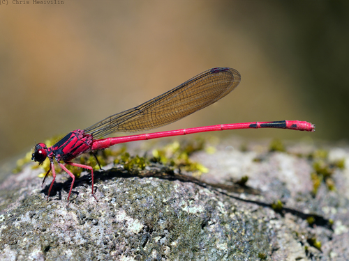 Blackburn's Hawaiian Damselfly photographed in Hawaii