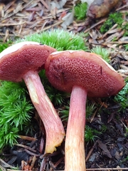 Chalciporus rubinellus
