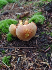Chalciporus rubinellus