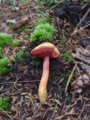 Chalciporus rubinellus