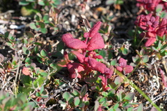 Exobasidium vaccinii-uliginosi