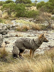 Lycalopex gymnocercus