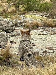 Lycalopex gymnocercus