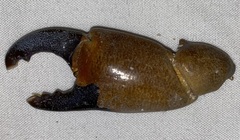 Eriphioidea