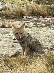 Lycalopex gymnocercus