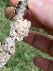 Schizophyllineae