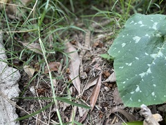 Pseudoficimia frontalis