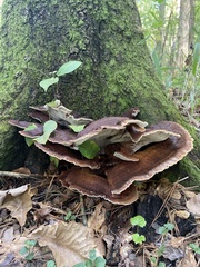 Inocutis ludoviciana