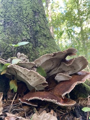 Inocutis ludoviciana