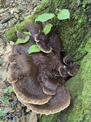 Inocutis ludoviciana