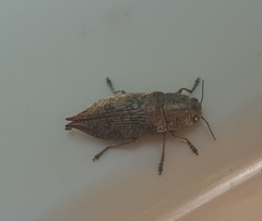 Poecilonota cyanipes