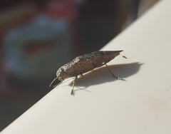 Poecilonota cyanipes