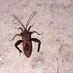 Ochrochira