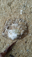 Pinctada mazatlanica