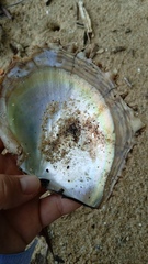 Pinctada mazatlanica