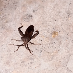 Ochrochira