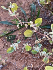 Atriplex limbata