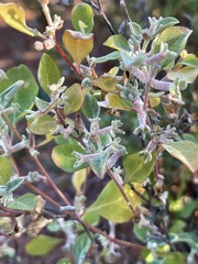 Atriplex limbata