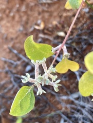 Atriplex limbata