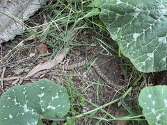 Pseudoficimia frontalis