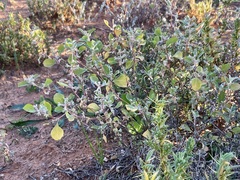 Atriplex limbata