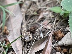 Pseudoficimia frontalis