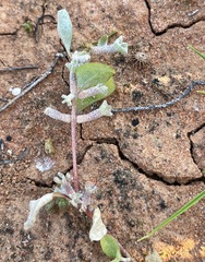 Atriplex limbata
